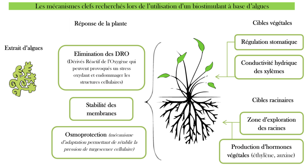 Les Différentes Algues Marines : Teneur en Iode et Composants - Phytonut