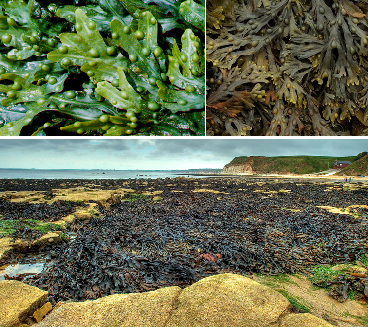 LES BIOSTIMULANTS ORGANIQUES : L'exemple des extraits d'algues